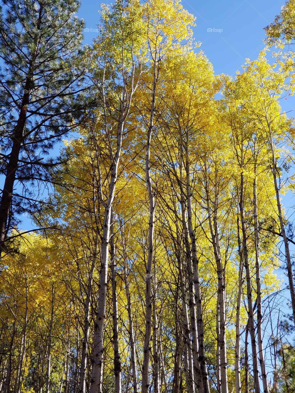 Magnificent ponderosa pine trees grow with aspen trees with leaves of golden yellow fall colors along the banks of Indian Ford Creek in the forests of Central Oregon on a sunny autumn day.