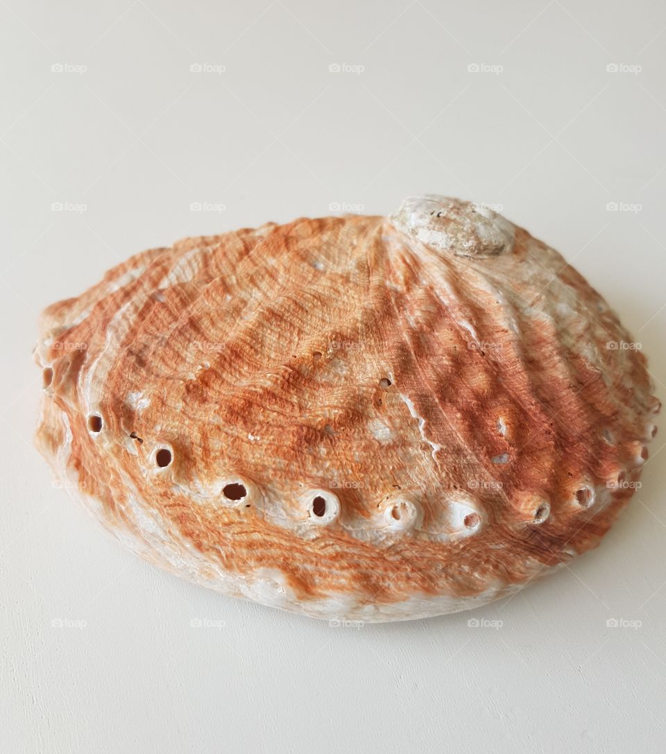 sea shell beauty