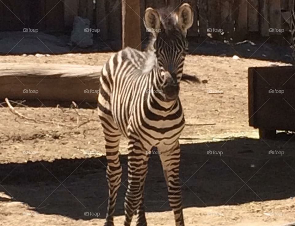Cute baby zebra at the Idaho Falls zoo.