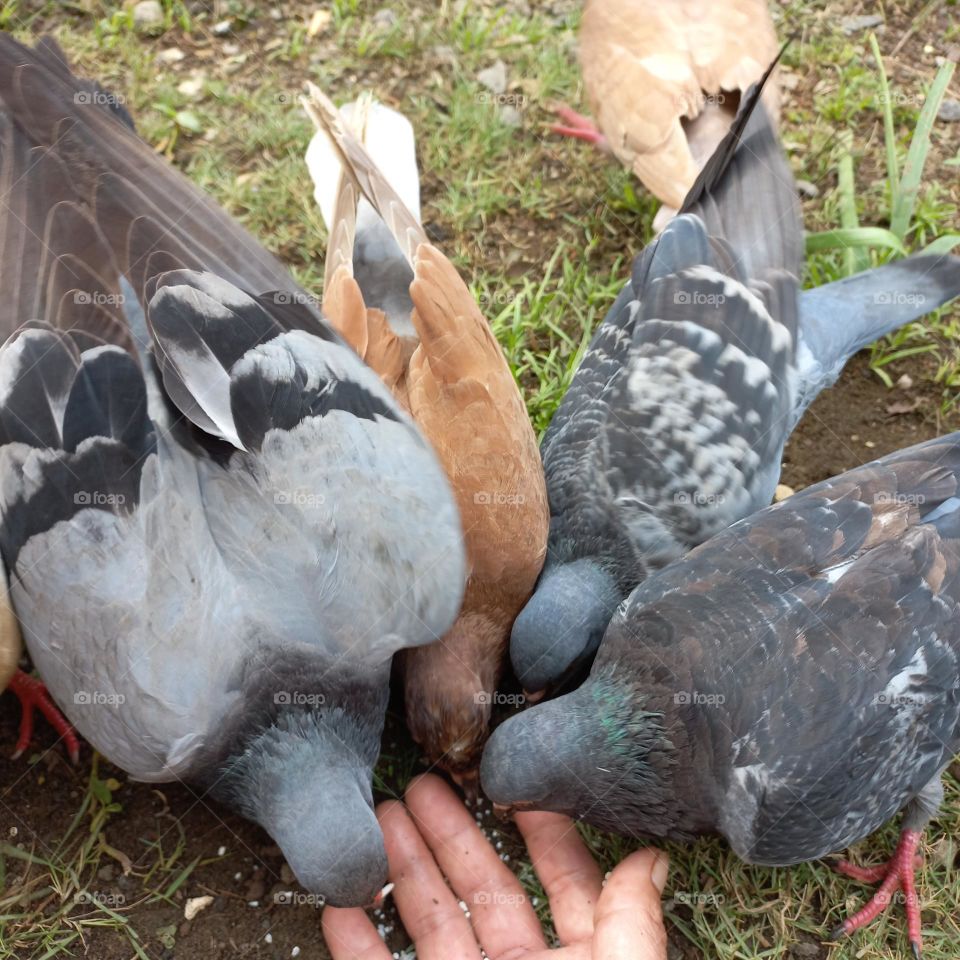 Pigeons being fed rice in the yard
