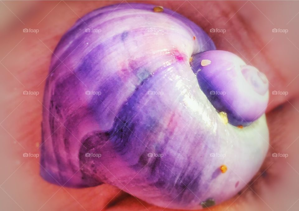 Purple seashell 