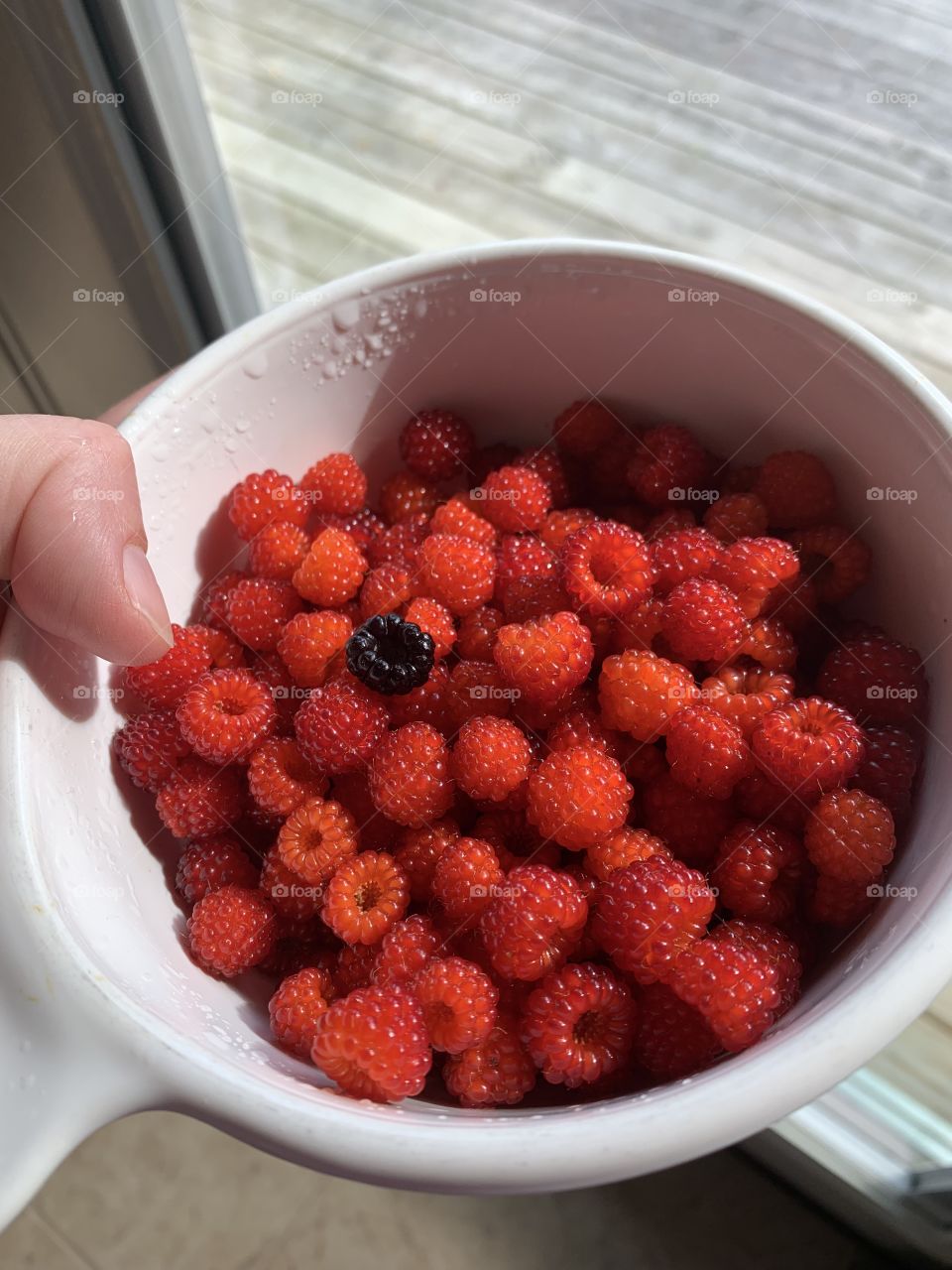 Wild Wineberries picked from an overgrown area on the edge of our backyard. Delicious, sweet, tart!