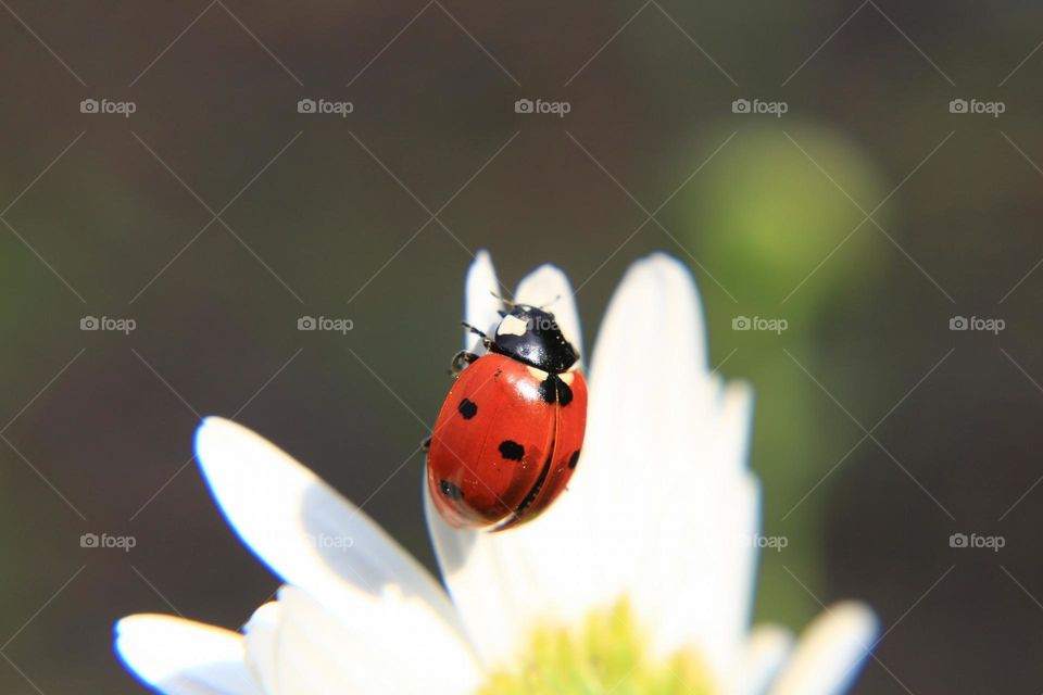 My lucky lady bug. Part of the spring season of daisys brought the colorful red bugs out.