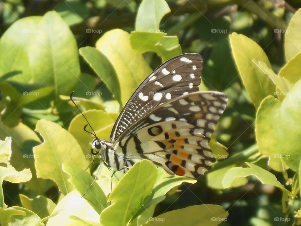 Butterfly on Lime Tree