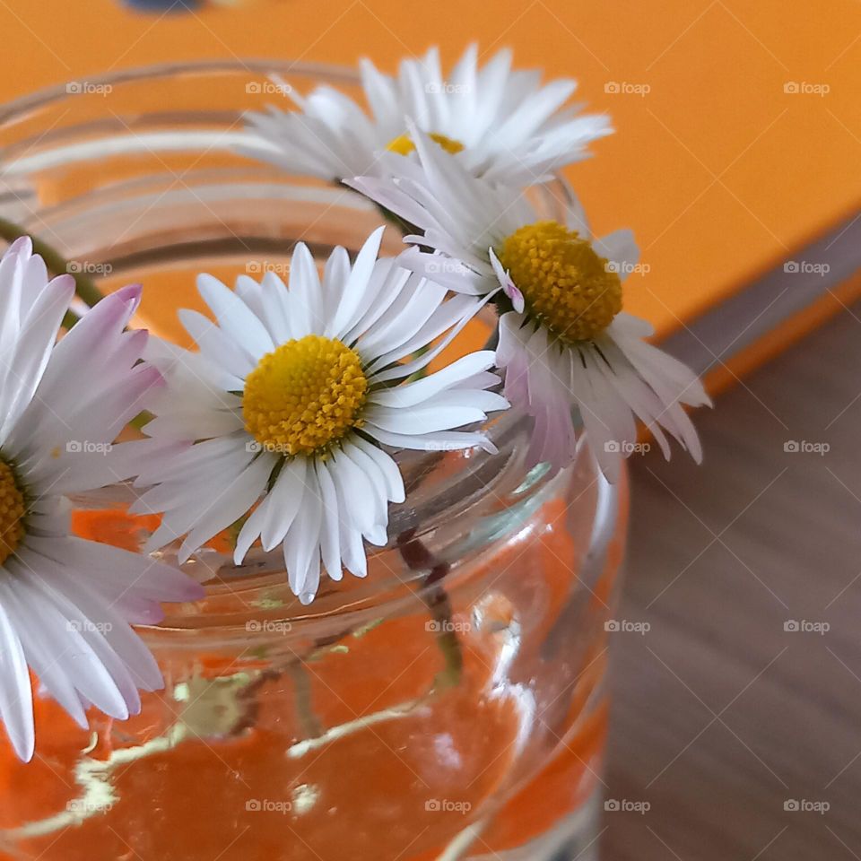 daisies
