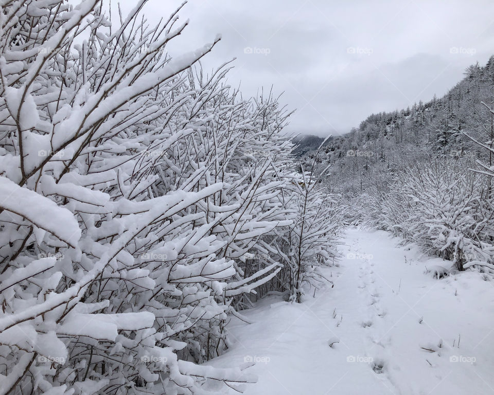 In the Snow 