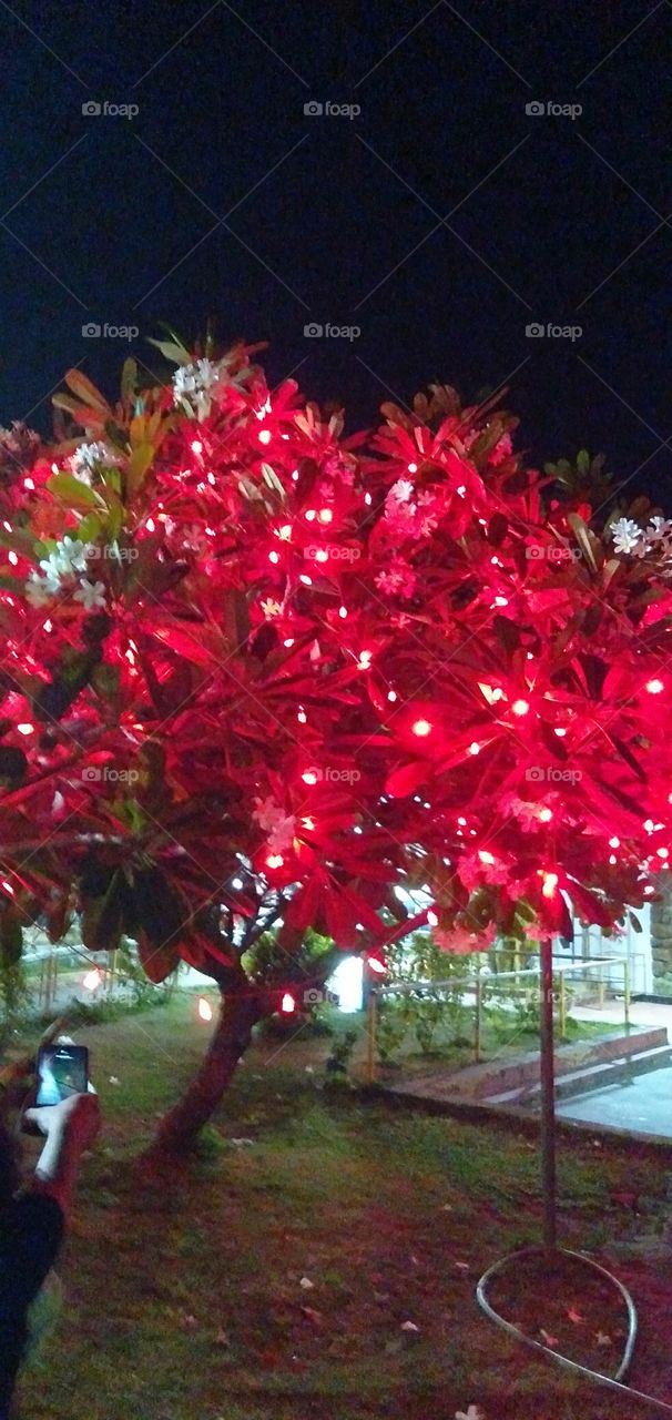 light decorated tree