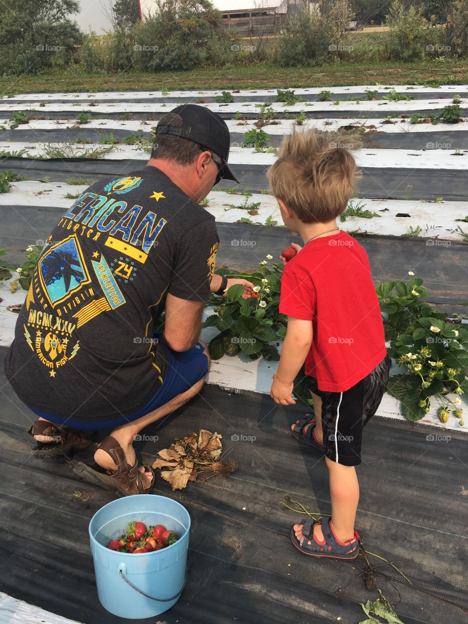 Picking strawberries with daddy 