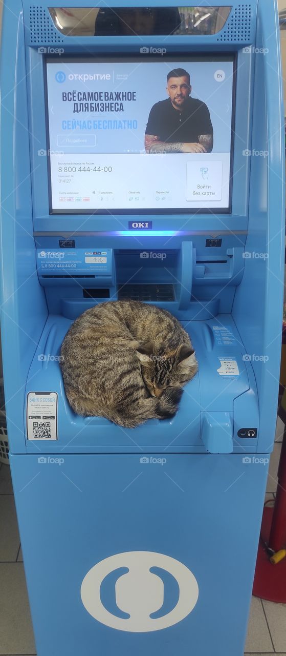 ATM and cat