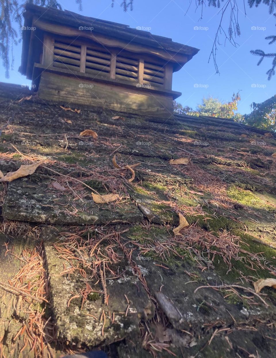 Moss covered cedar shingles along a roofline. A rustic cupola sits atop with a autumn blue sky. 
