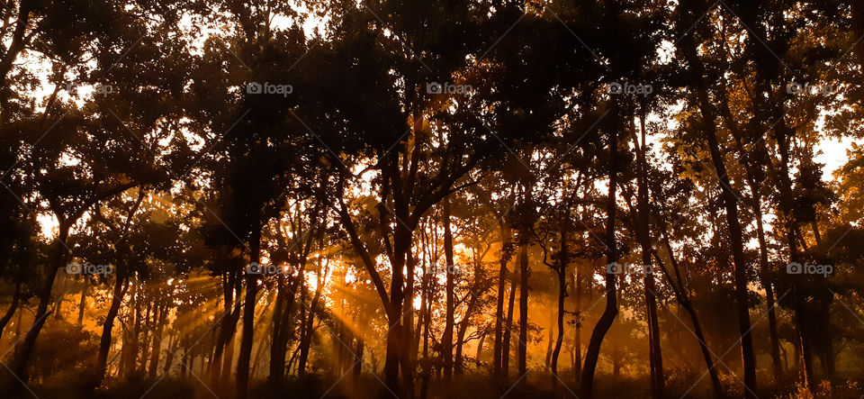the golden, yellowish ,misty, sunrise in forest