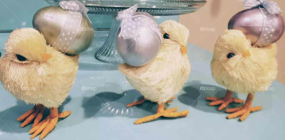 chicks