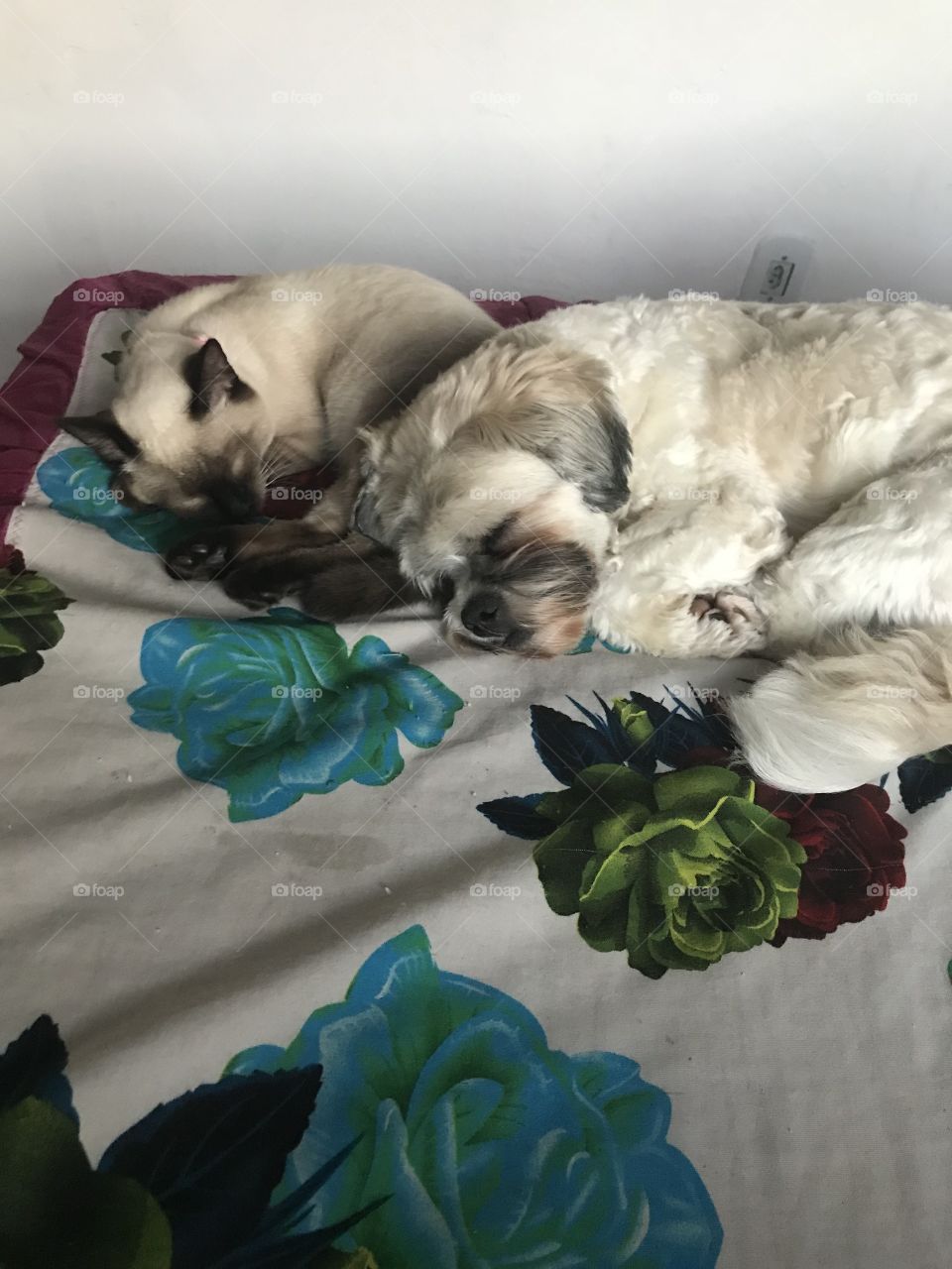 Meu cachorro e meu gato juntos dormindo tranquilamente 