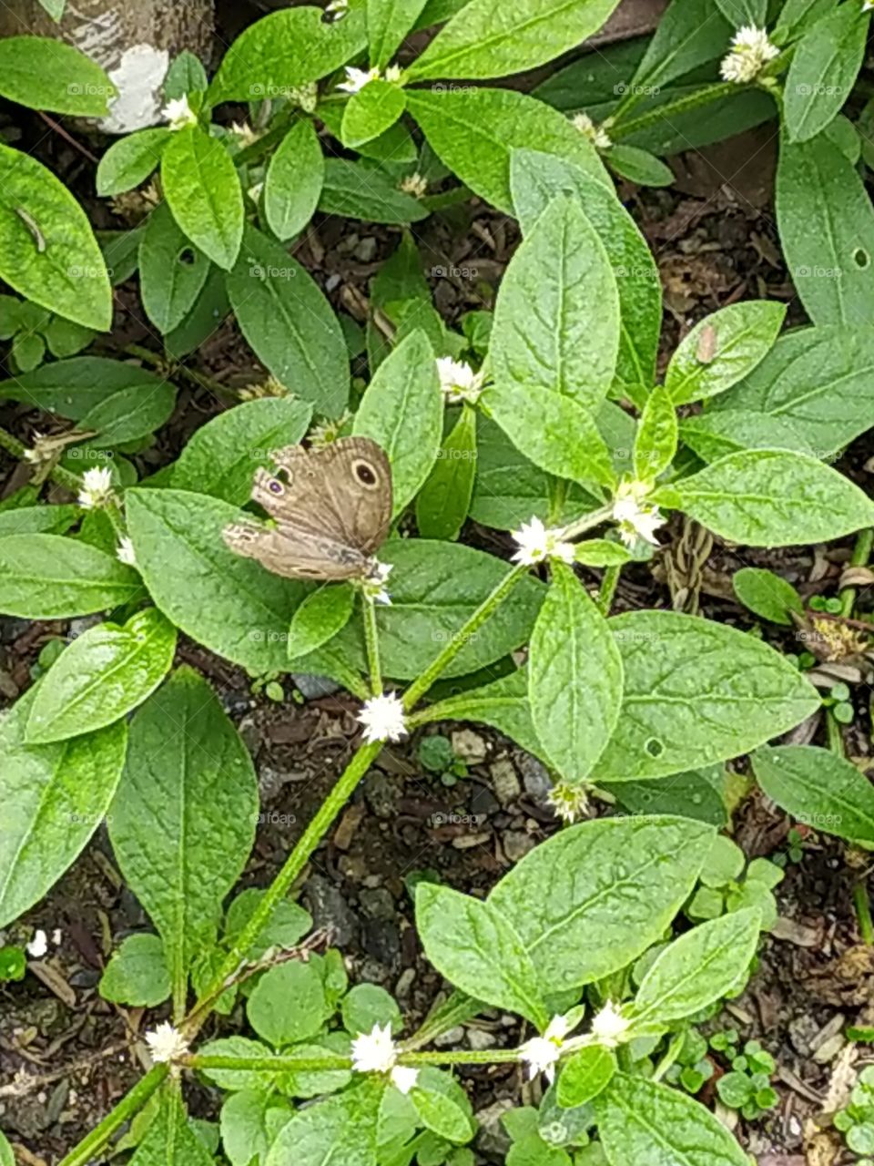 Beautiful brown butterfly, a persistent visitor to the garden(Ypthima baldus, the common five-ring)