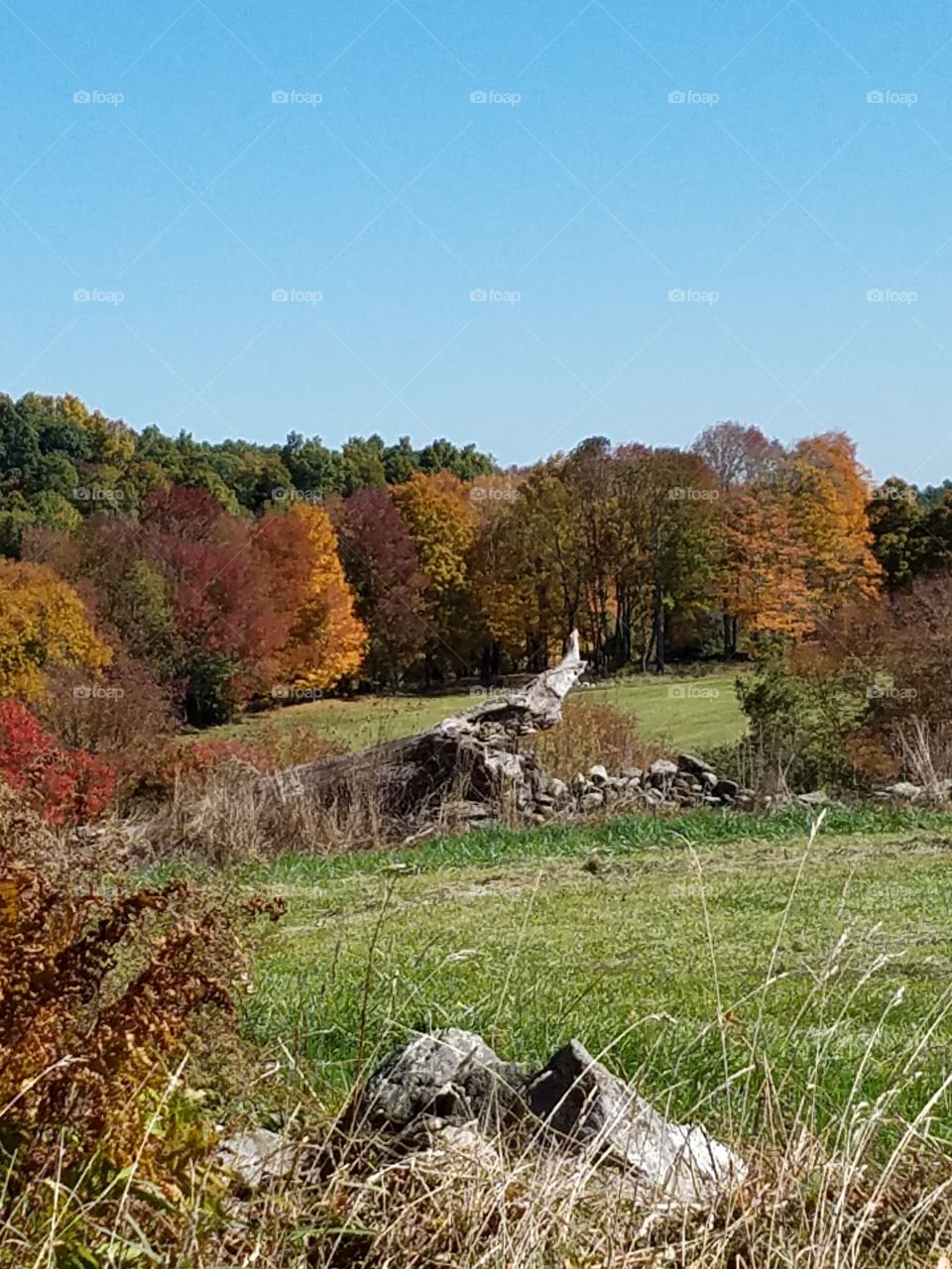 Autumn trees in forest