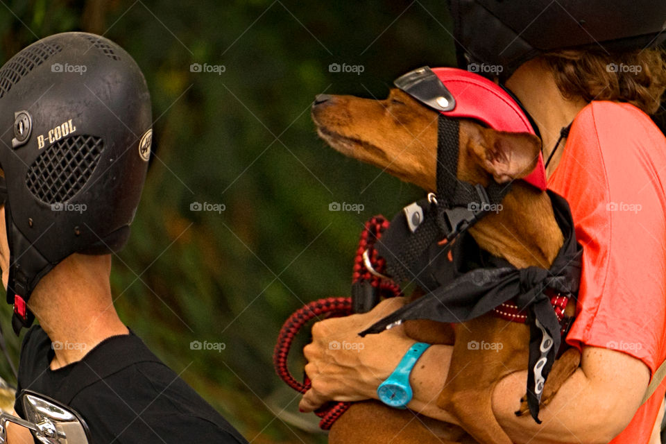 A dog with a helmet