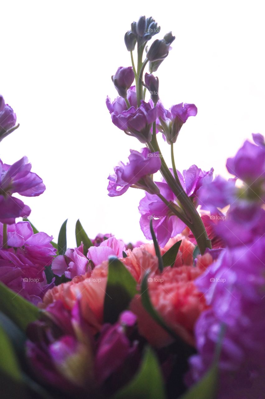 Colorful Flowers blossoming in spring 