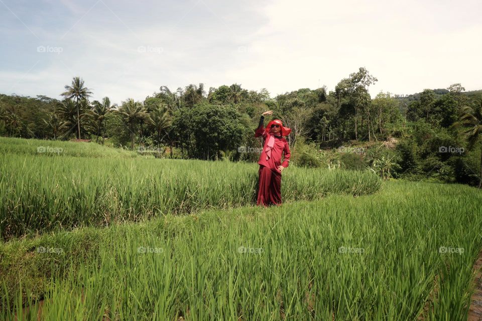 rice paddy