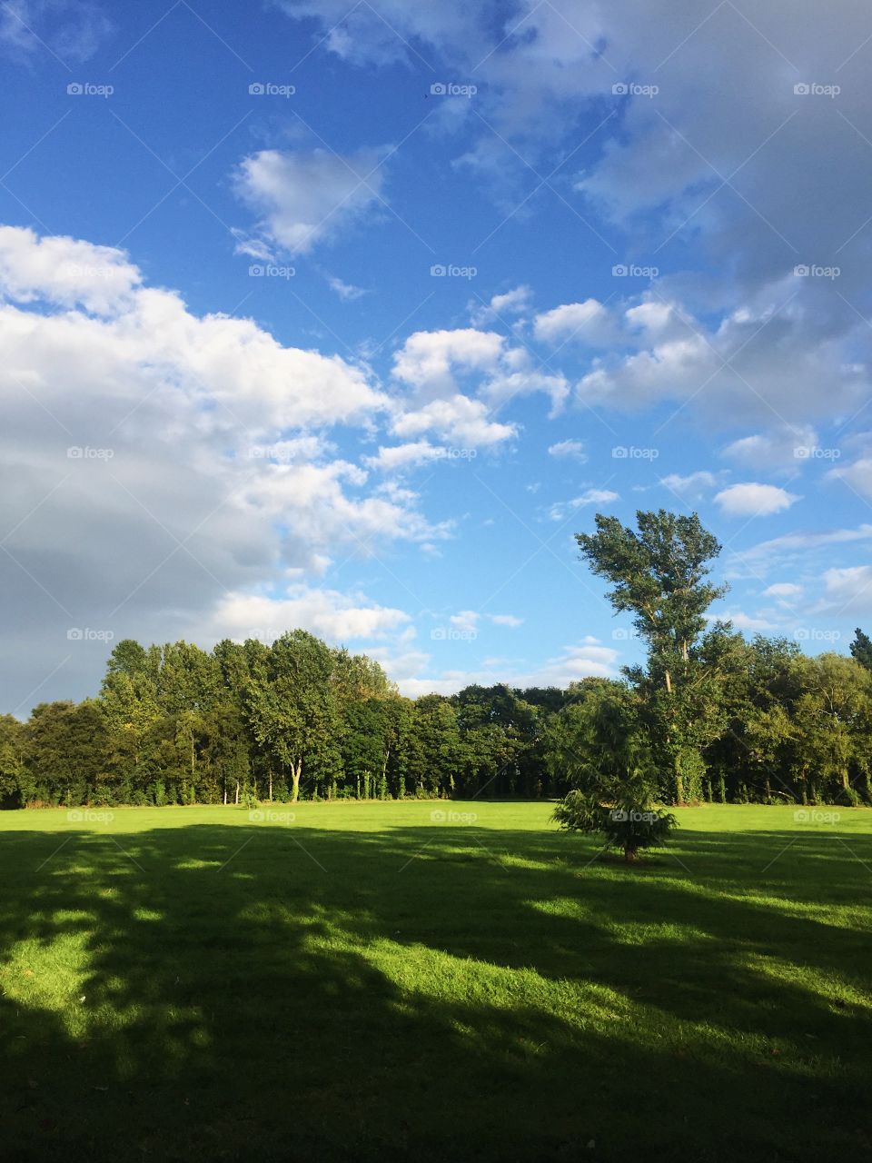 Landscape, No Person, Grass, Golf, Tree