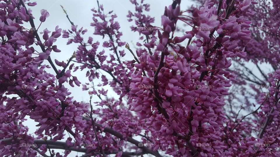 purple blossoms I
