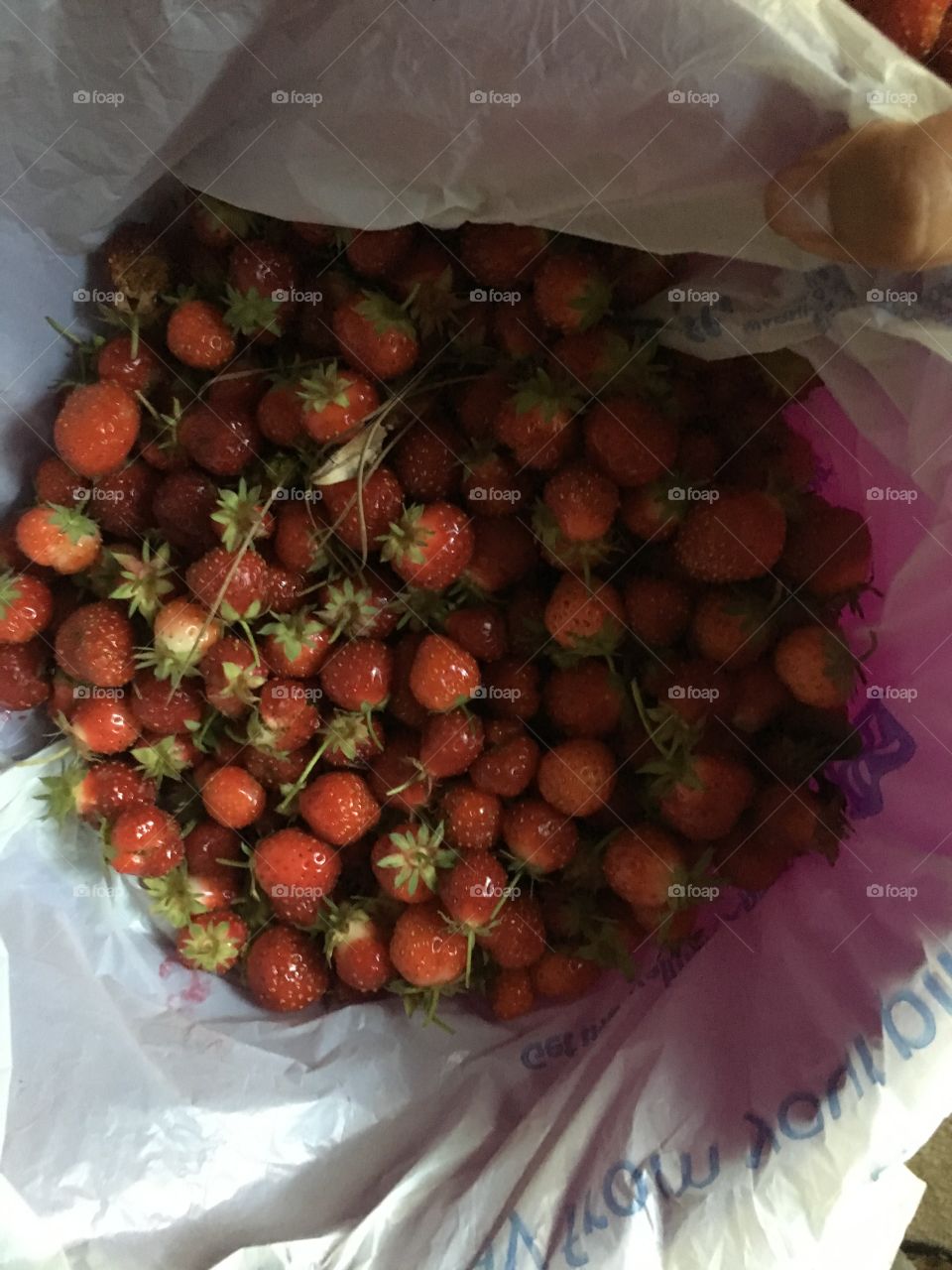 Bunch of strawberries - harvest