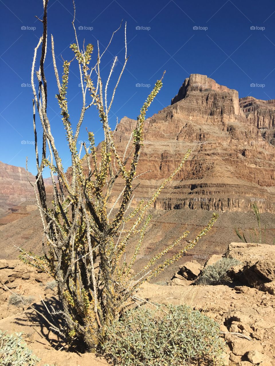 Desert, No Person, Cactus, Dry, Travel