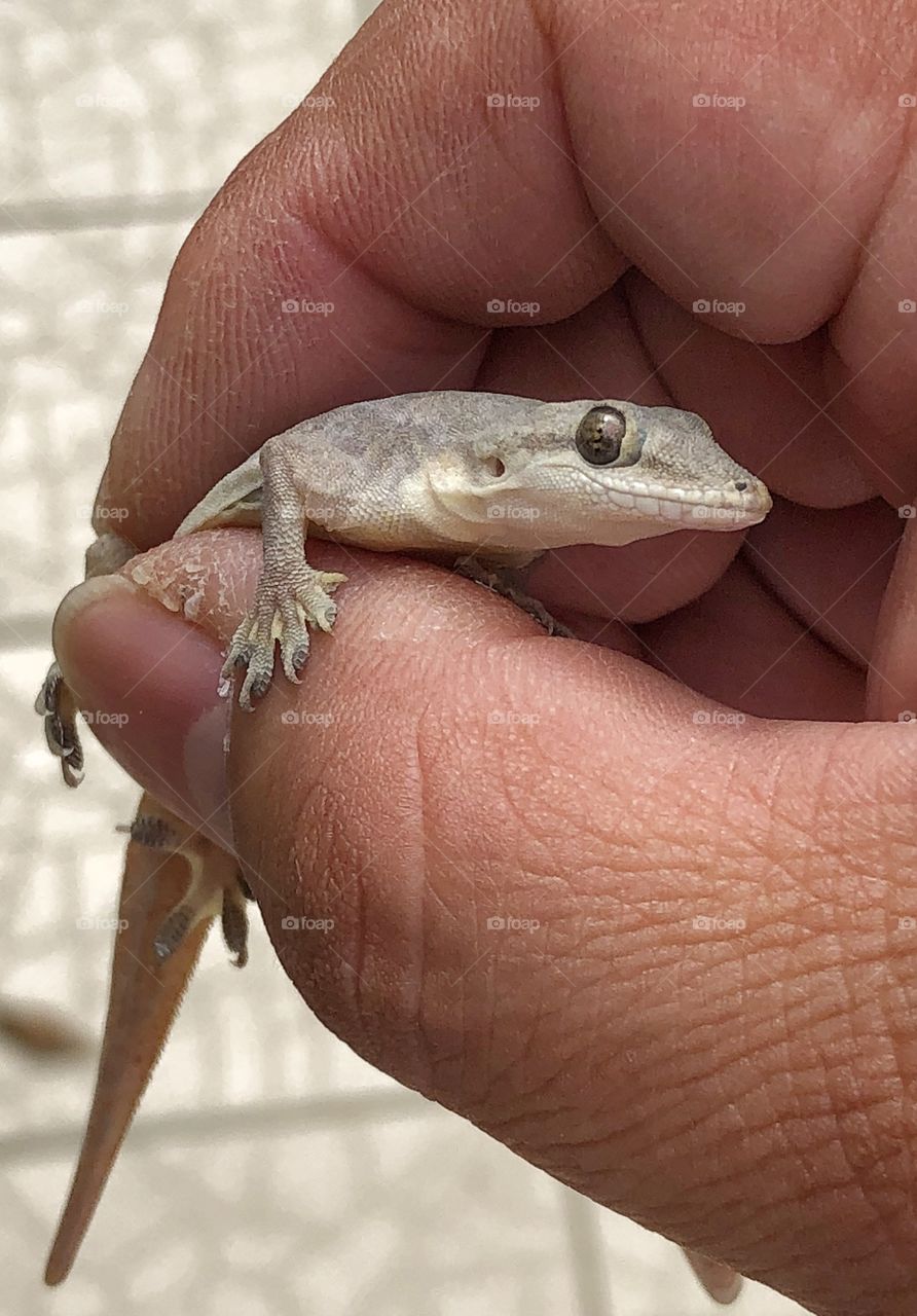 House gecko common throughout South East Asia