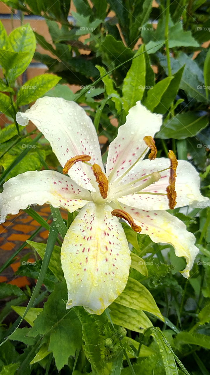lilies after the rain. raindrops.