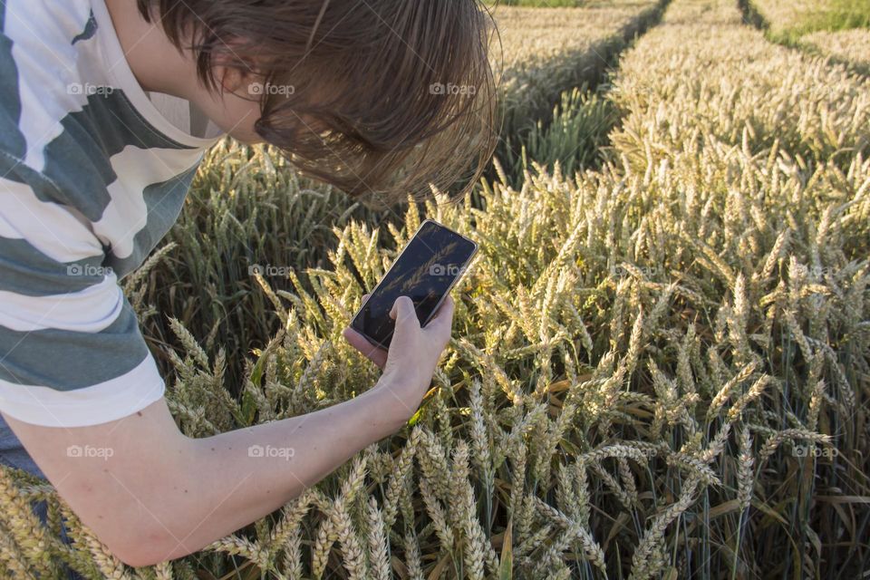 a teenager photographs spikelets in a wheat field on a phone camera which.