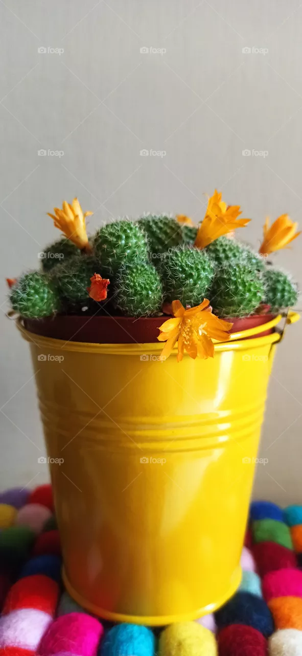 Sunny cactus.