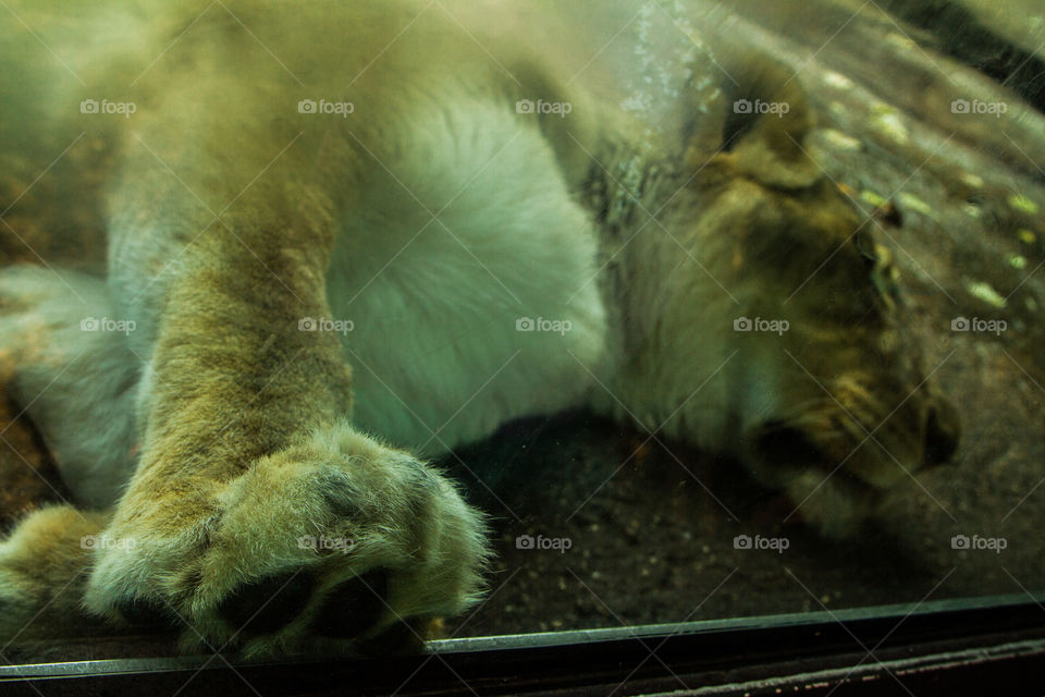 lioness . a lion touching the glass