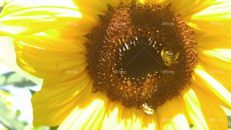 Sunny sunflower and bee.
