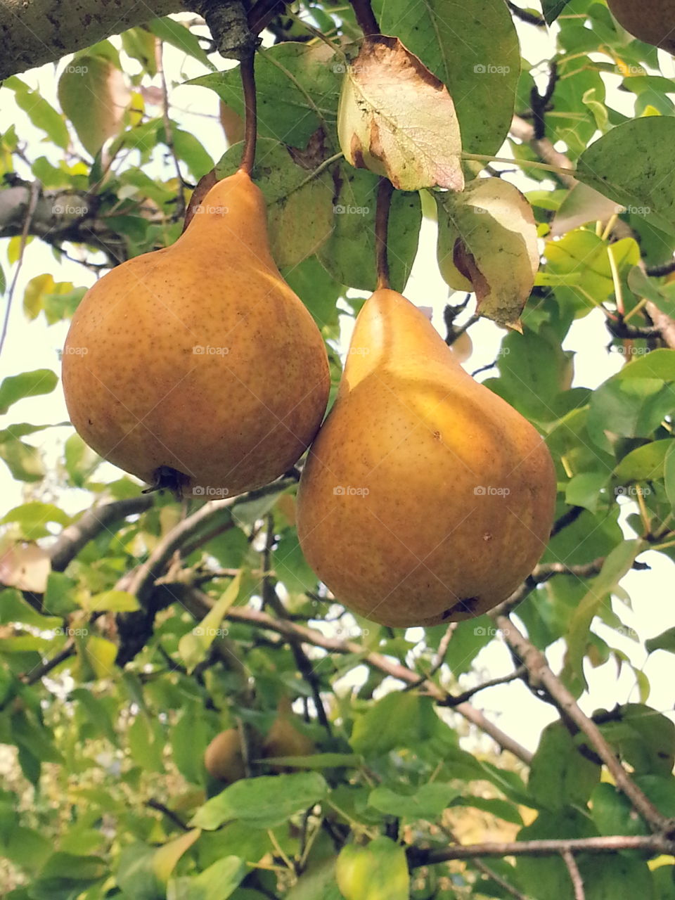 fruit