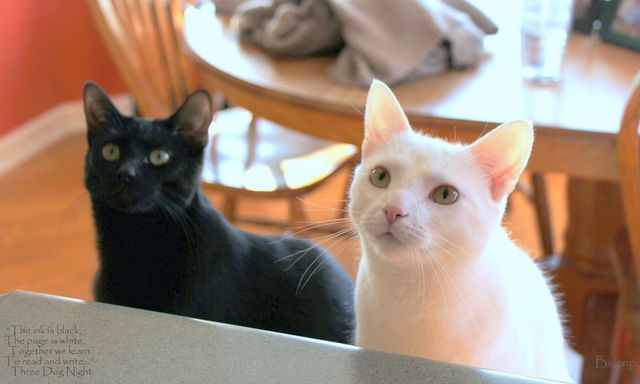 cat
