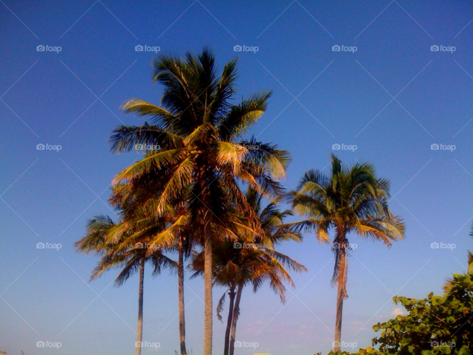 vacation usa florida palm tree by jmsilva59