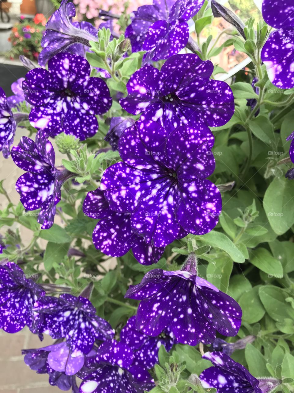 Some cute purple & white speckled petunias at the local nursery