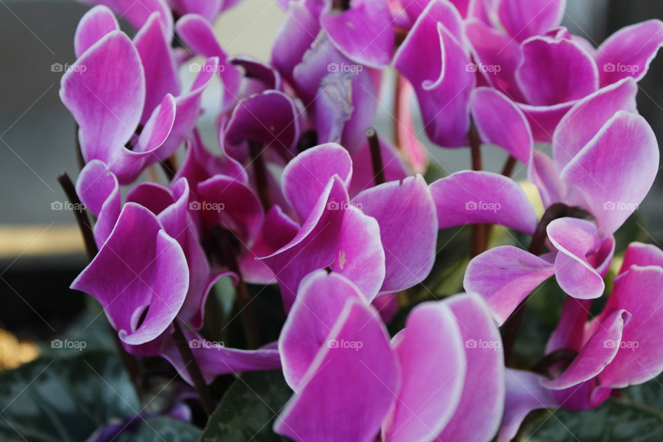 Nature, Flower, Flora, Garden, No Person