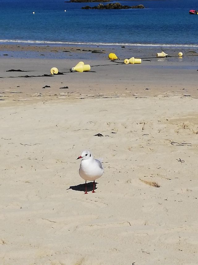 Mouette