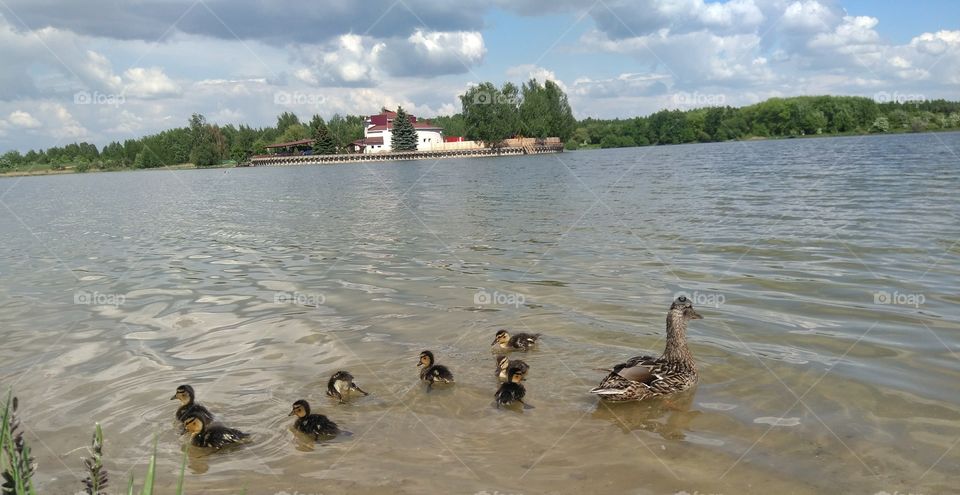 duck and ducklings on a lake spring time