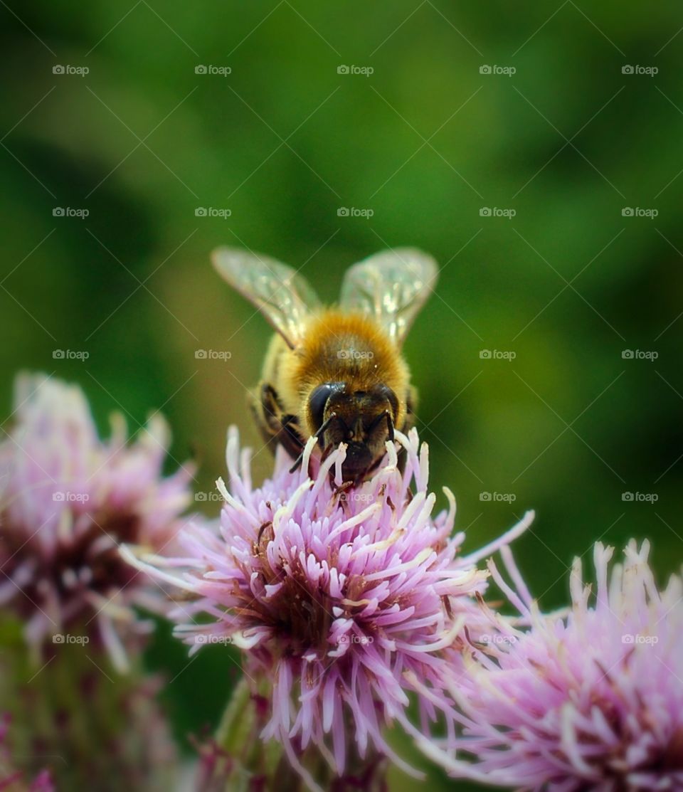 Bumblebee Eating Purple Flower