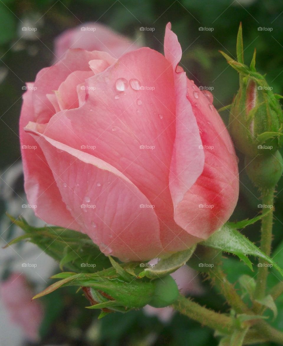 dew on petals