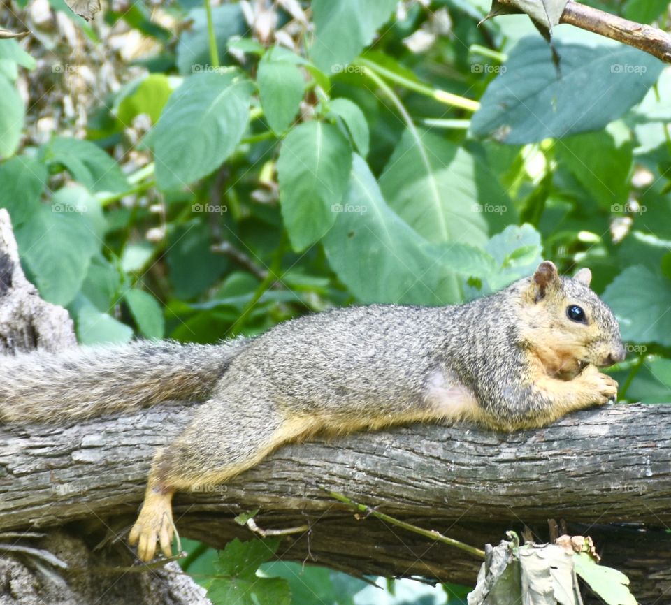 Chubby squirrel on a branch eating food