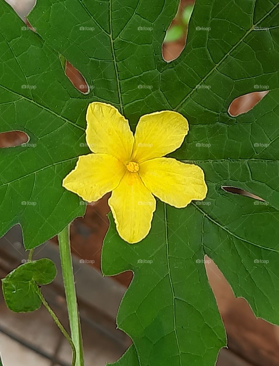 yellow flower
