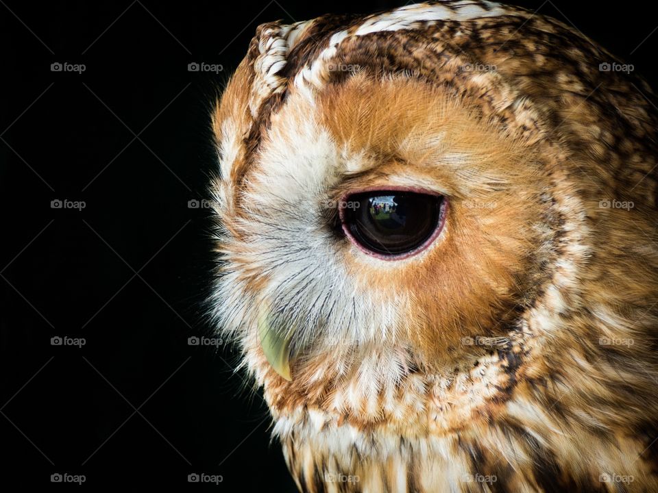 Close-up of owl's head