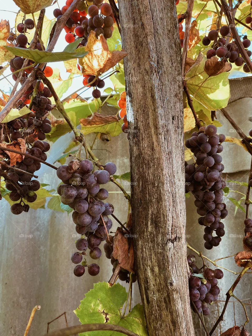 Ukrainian grapes 
