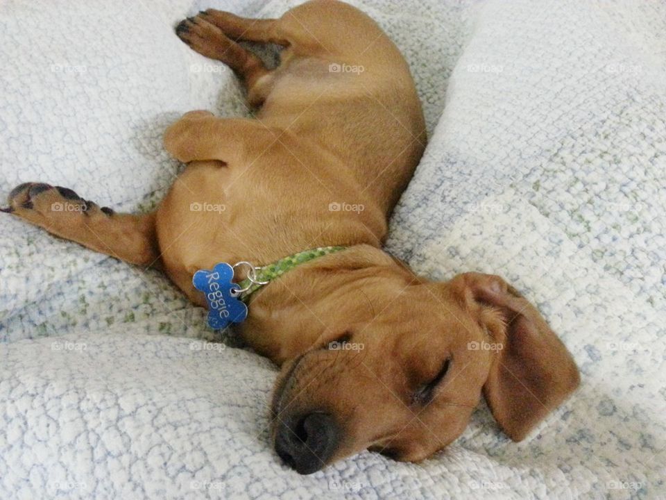 Reggie Catches A Nap