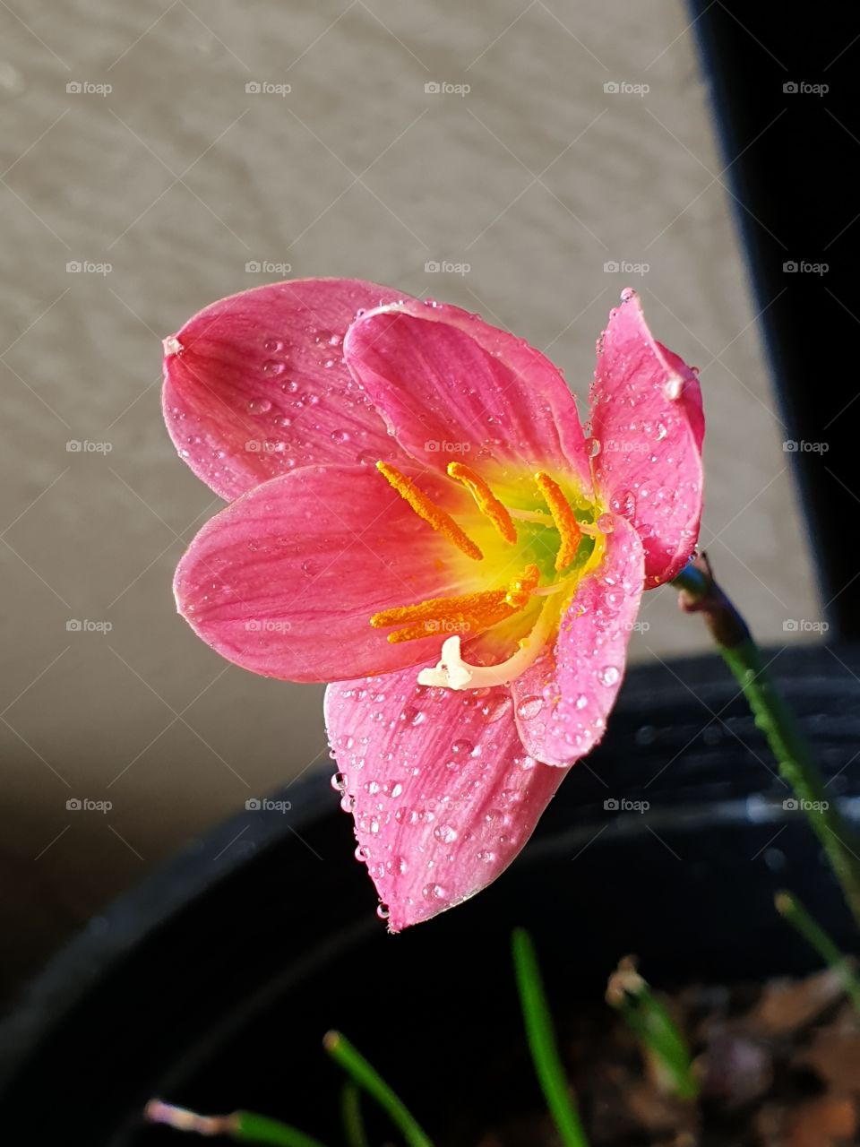 beautiful flowers in my garden