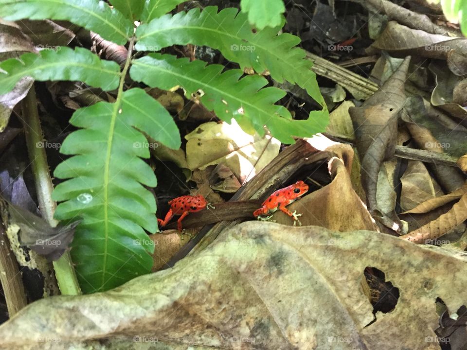 Red frogs of Panama