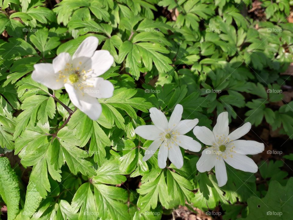 springtime in the wood