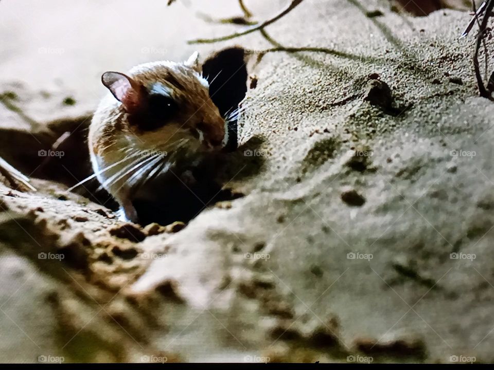 one mouse photography